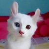 Me Tom
