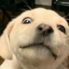 luvudog