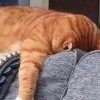 苒苒