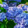 HydrangeaMRS