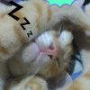 Cila Lova