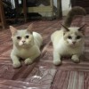 Fitriyah Handayani