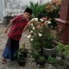 Pak Pandir