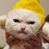 เมี๊ยวง๊าววววววว