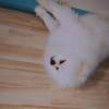 kitty 