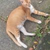 Setyo Sukmono
