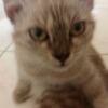 Hendro Yono