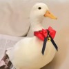 🦆忽忽🦆