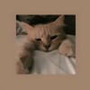 celine_najmi