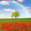 🌈🌲