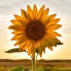 Sunshine