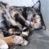 ออม อิ๊ง กฤษฏาชัยทิพย์