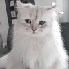snnii
