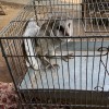 Si bolang