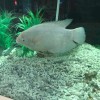 大牛