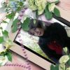 Lia Comel Lottee