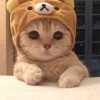 เหมียว