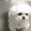 은혜
