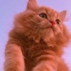Lil.kitten•mise