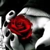 Black Rose