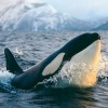 Orca Sun