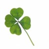 4leaf clover