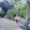 Dewi Laban Thio