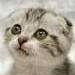 Noor Izzah Izhar