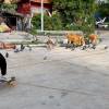 Kaka Dipper Drumer