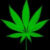 Daun Herb