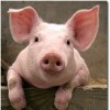 🐷