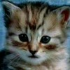chatycat