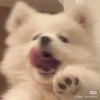 人类🐽💗🥺