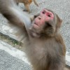 monkey 