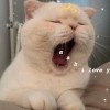 อันนา~~
