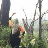 misz qiera