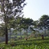 mimintar