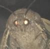 Moth