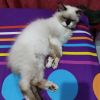 Mia Sweet