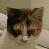 Miawmiaw