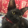 Jasper