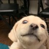 charlie