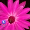 สุขิน ชอบชู