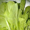 Suplay Sayur