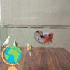 Betta Ind