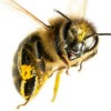 Beeeee