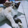 Anggara Otama Rahenduran