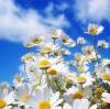 Flower Flower