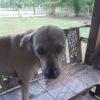 You ILou