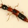 Sireum